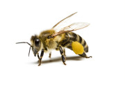 Skutečný dárek - Včelí úl