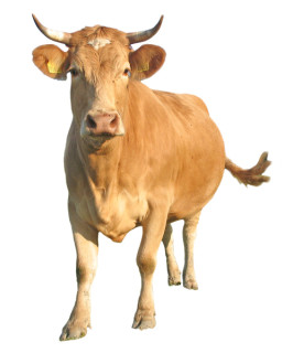 100% kráva
