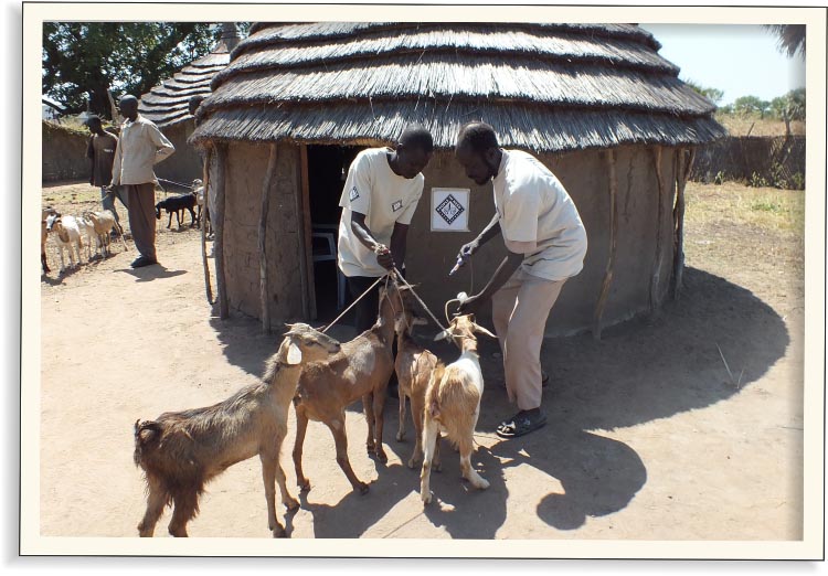 Kozy pomáhají lidem, které z domovů vyhnala válka | Skutečný dárek