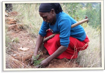 Každý den zasadíme sto stromků | Skutečný dárek