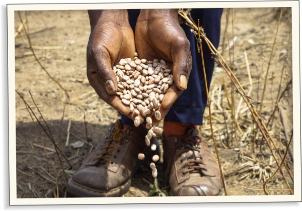 S hrstkou fazolí do boje proti podvýživě | Skutečný dárek