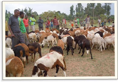 Darovaná ovce zlepší náš život | Skutečný dárek