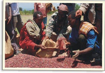 Deště pomohou bohaté úrodě fazolí | Skutečný dárek