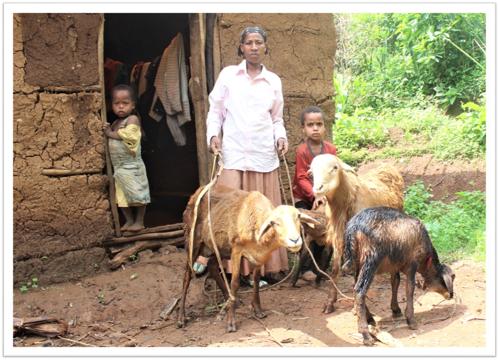 Ovce pomohly Bizunesh v těžké životní situaci | Skutečný dárek