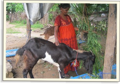 Člověk v tísni na Srí Lance 2011 | Skutečný dárek